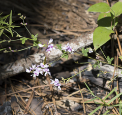 Lespedeza repens