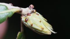 Andricus quercusfoliatus