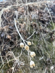 Camassia quamash