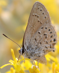 Satyrium behrii
