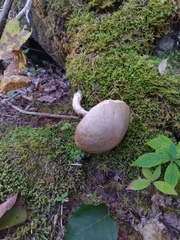Leccinum