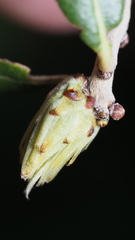 Andricus quercusfoliatus