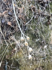 Camassia quamash