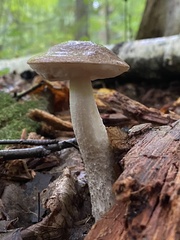 Leccinellum albellum