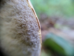 Leccinum