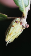 Andricus quercusfoliatus