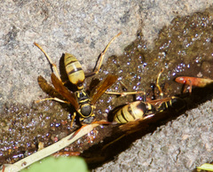 Mischocyttarus flavitarsis