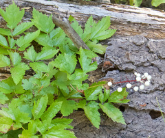 Actaea rubra neglecta