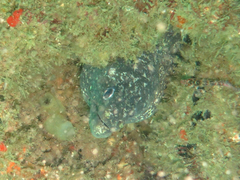 Gymnothorax pseudothyrsoideus