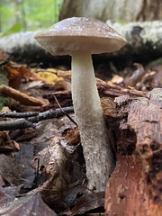 Leccinellum albellum