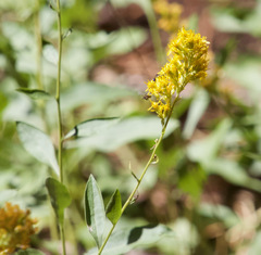 Solidago velutina ssp. sparsiflora