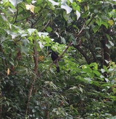 Anorrhinus galeritus