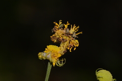Synchlora