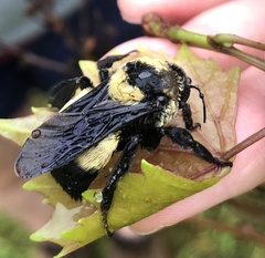Bombus fraternus