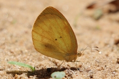 Eurema elathea