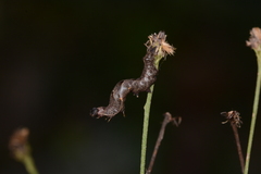 Perigea xanthioides