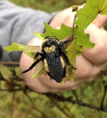 Bombus fraternus