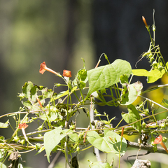 Ipomoea hederifolia