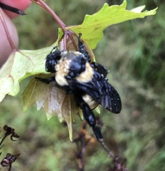 Bombus fraternus