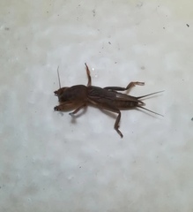 Gryllotalpa