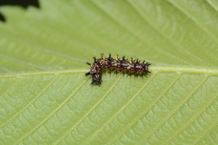 Polygonia interrogationis