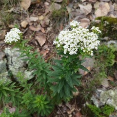 Stevia