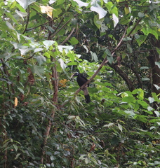 Anorrhinus galeritus