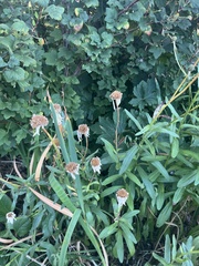 Leucanthemum maximum