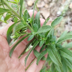 Stevia