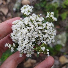 Stevia