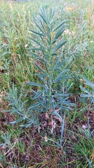 Thermopsis lanceolata