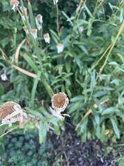 Leucanthemum maximum