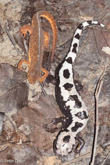 Ambystoma opacum