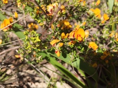Pultenaea scabra