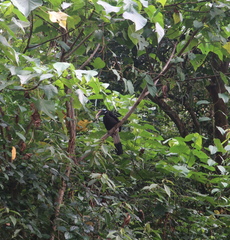 Anorrhinus galeritus