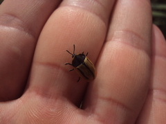 Poecilaspidella vittifera