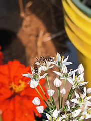 Halictus tripartitus