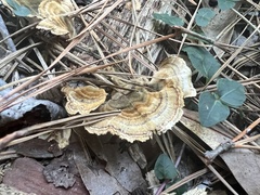 Trametes