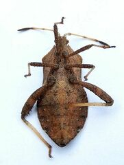 Euthochtha galeator