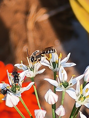 Halictus tripartitus