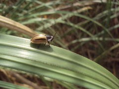 Poecilaspidella vittifera