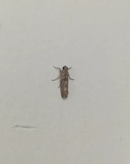 Pyralidae