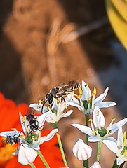Halictus tripartitus