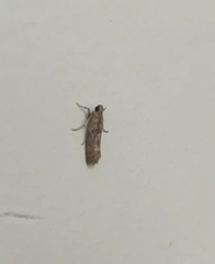 Pyralidae