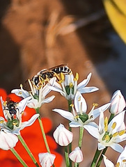 Halictus tripartitus