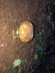 Agaricomycetidae