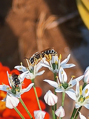 Halictus tripartitus