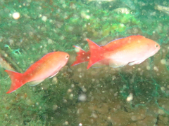 Pseudanthias cooperi