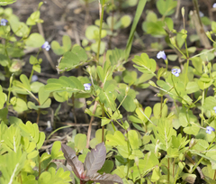 Torenia