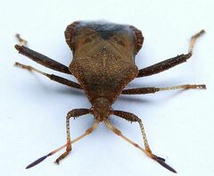 Euthochtha galeator